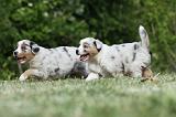 BERGER AUSTRALIEN PUPPIES 320